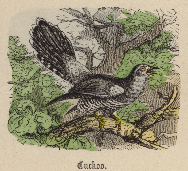Cucu (gravação colorida) de Friedrich Specht