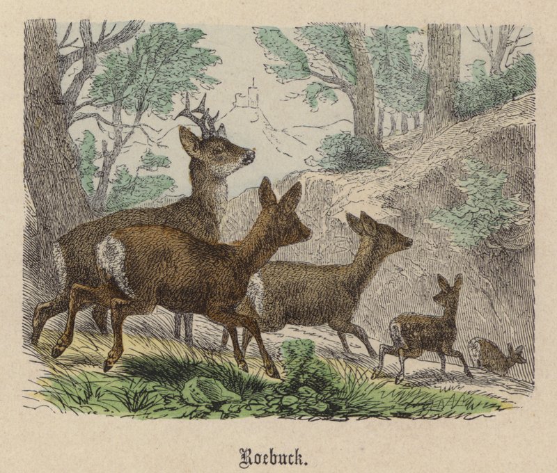 Roebuck (gravura colorida) de Friedrich Specht