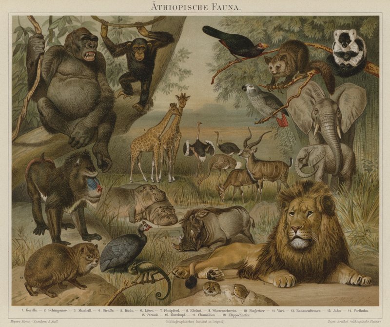Fauna africana de German School