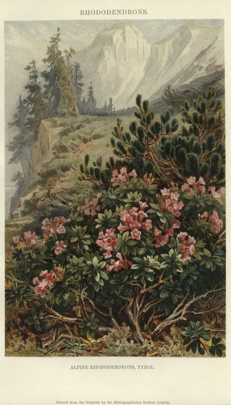 Rododendros alpinos de German School