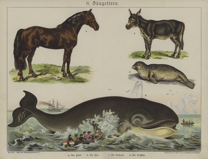 Animais (cor litho) de German School