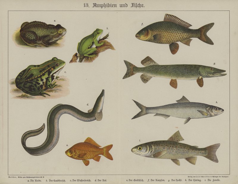 Animais (cor litho) de German School