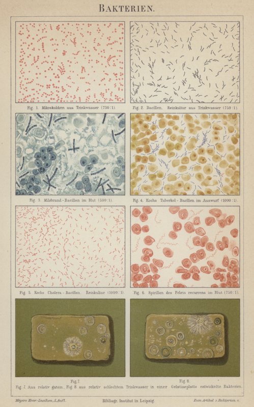 Bactérias (cor litho) de German School