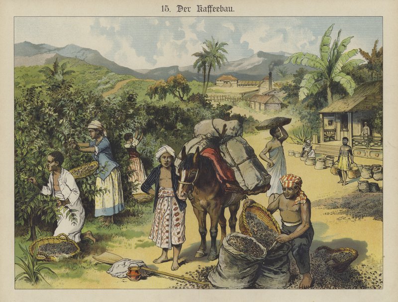 Plantação de café (cor litho) de German School