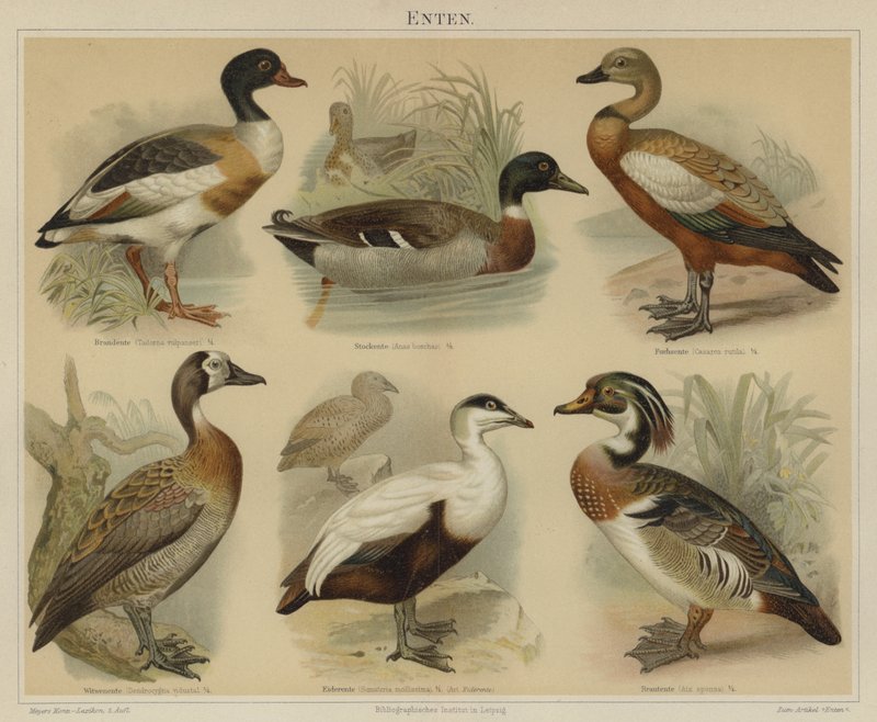 Patos (cor litho) de German School