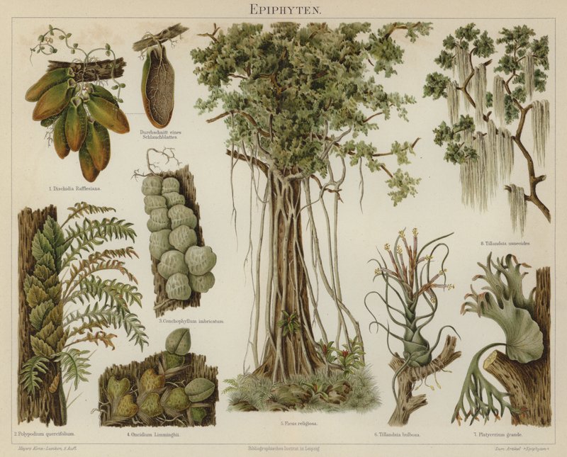 Epífitas (cor litho) de German School