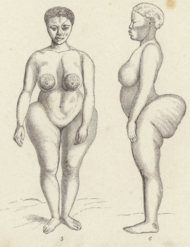 Hottentot Venus (gravura) de German School