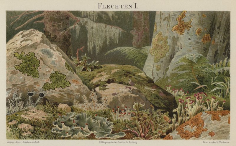 Liquens (cor litho) de German School
