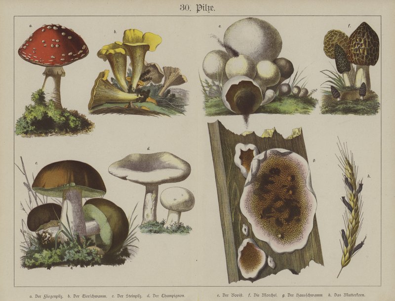 Plantas (cor litho) de German School