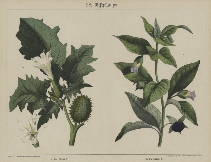 Plantas (cor litho) de German School
