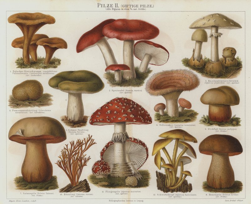 Fungos venenosos (cor litho) de German School