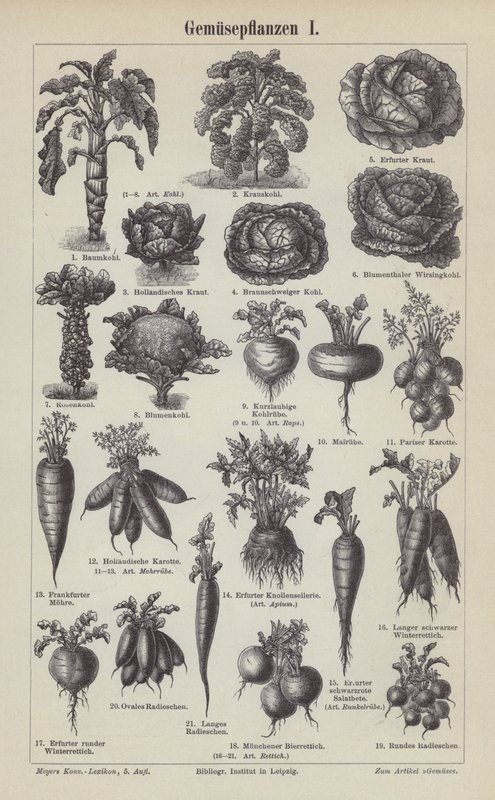 Legumes (gravura) de German School