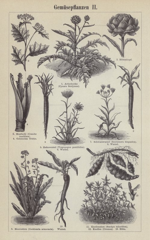 Legumes (gravura) de German School