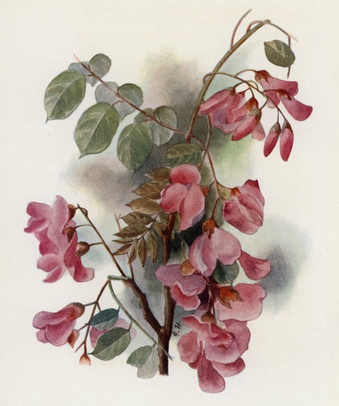 Robinia Hispida de Gertrude Hamilton