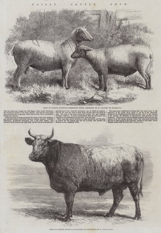 Mostra de gado Poissy de Harrison William Weir