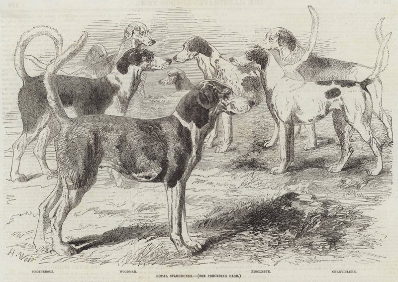 Royal Staghounds de Harrison William Weir