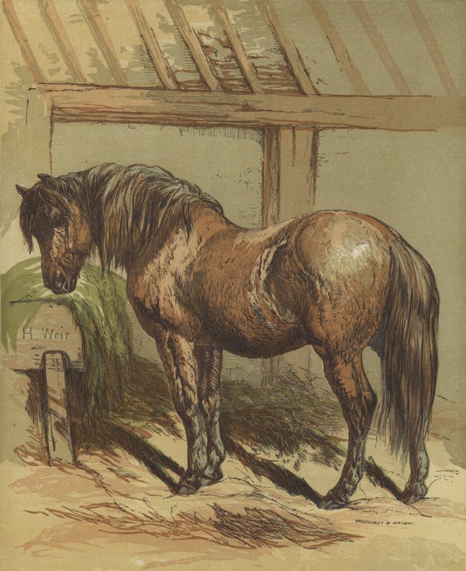 Charlie, o cavalo de Harrison William Weir
