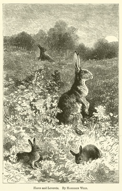 Lebres e Leverets de Harrison William Weir