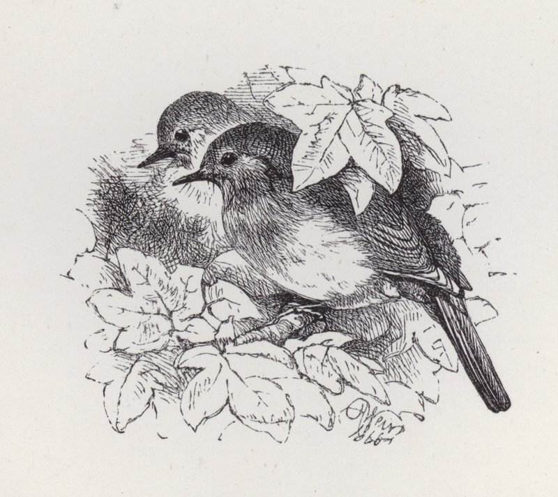 Robins (gravura) de Harrison William Weir