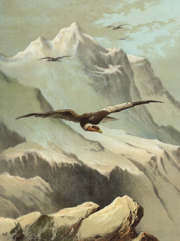 Condor (cromolito) de Hector Giacomelli