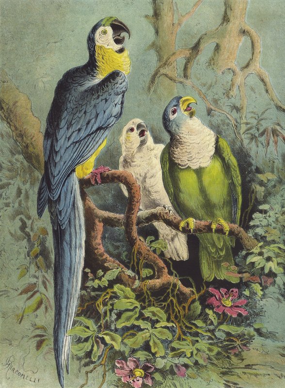 Papagaios (cromolitho) de Hector Giacomelli