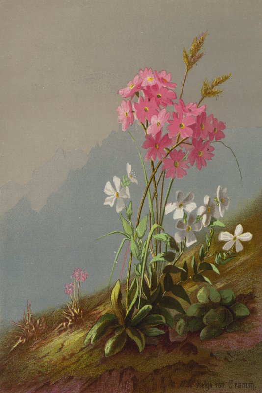 Flores da montanha de Helga von Cramm