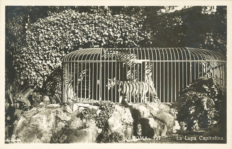O lobo capitolino de Italian Photographer