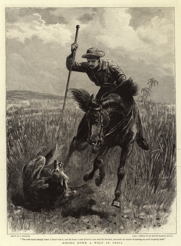 Descendo um lobo na Índia de John Charlton