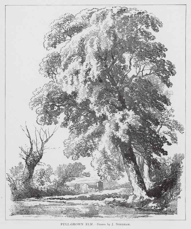 Olmo adulto (litografia) de Joseph Needham