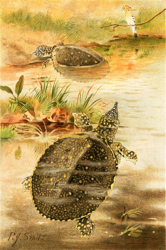 Tartarugas fluviais moles de Joseph Smit