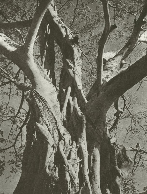 Banyan tree (foto p/b) de Lionel Wendt