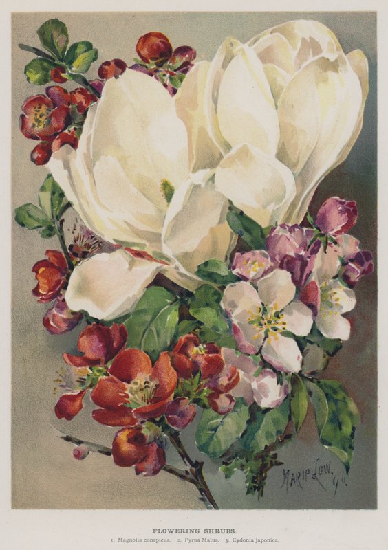 Arbustos Floridos de Marie Low