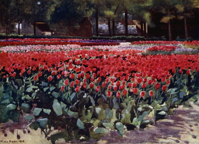 Tulipas no seu Prime (cor litho) de Mima Nixon