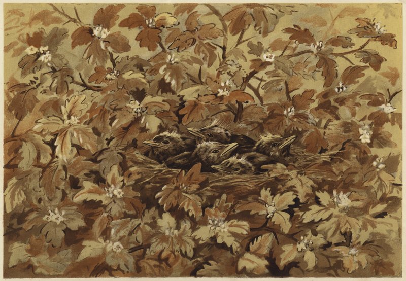 O melro em casa (litho) de N. Parker