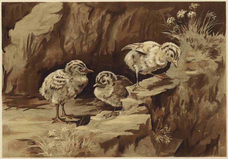 A rocha das gaivotas (litho) de N. Parker