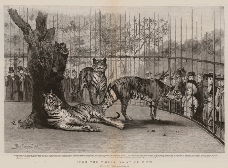 Do ponto de vista do tigre de Percy Macquoid