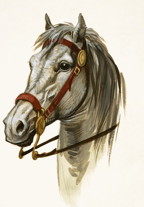 Cavalo não identificado de Peter Jackson