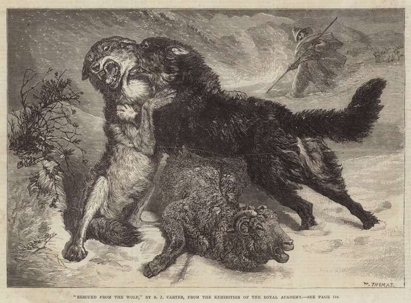 Resgatado do lobo de Samuel John Carter