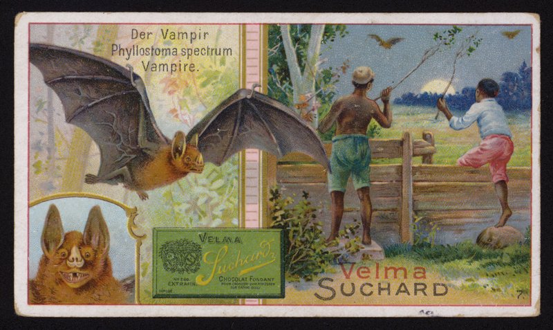 Morcego vampiro (chromolitho) de Swiss School