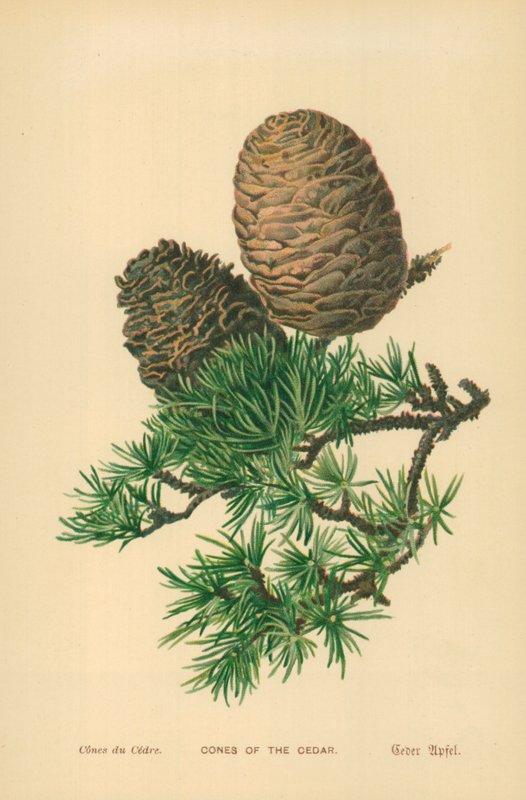Cones do Cedro de William Henry James Boot
