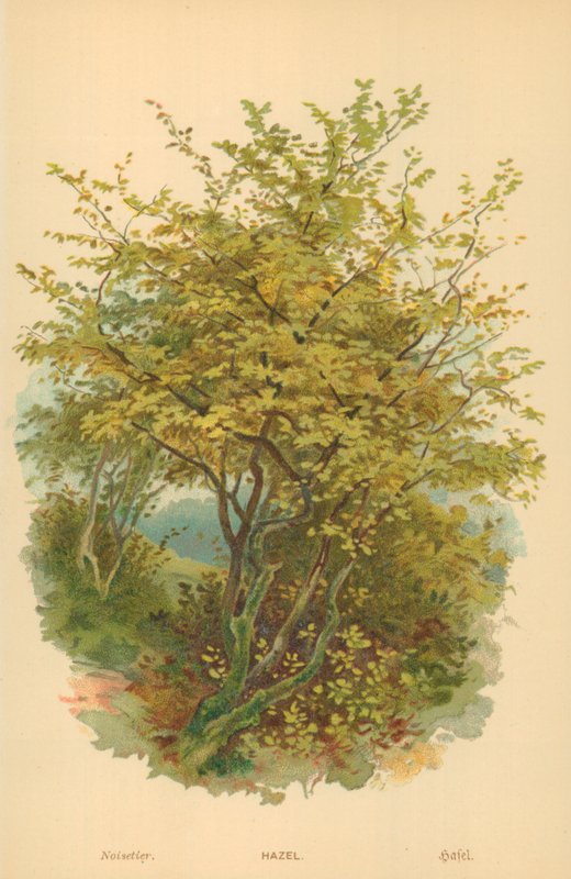 Hazel de William Henry James Boot