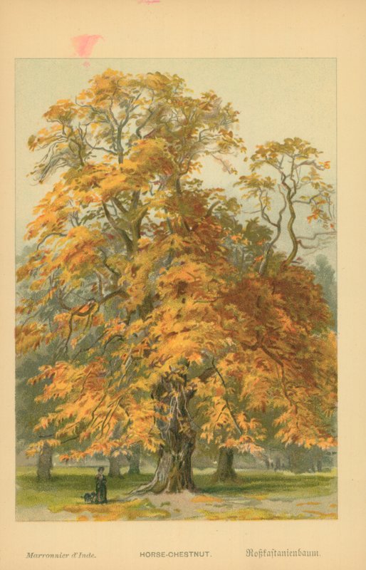 Castanha-da-índia de William Henry James Boot