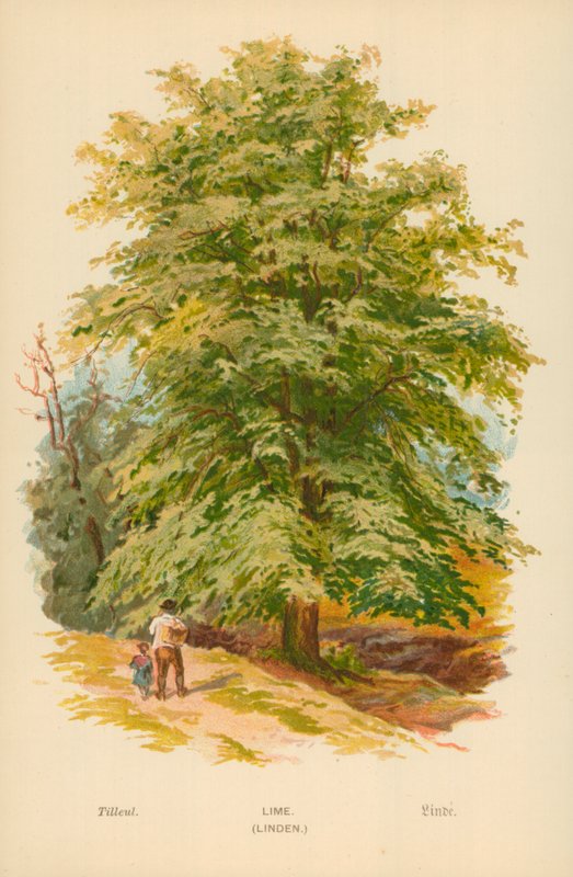 Lime. (Linden) de William Henry James Boot