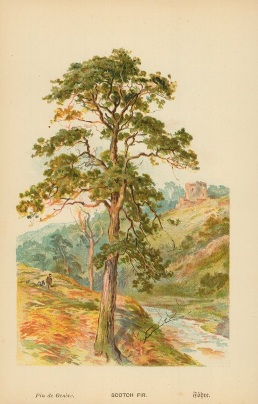 Abeto escocês de William Henry James Boot