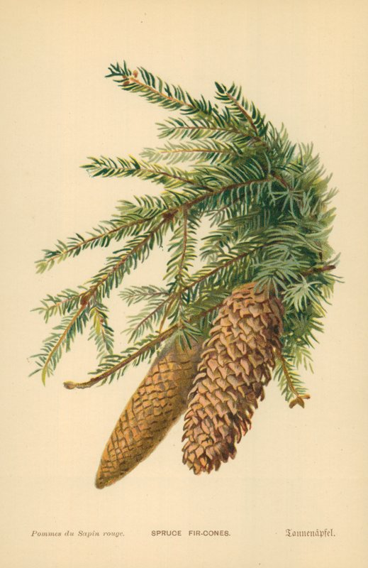 Abeto De Abeto de William Henry James Boot