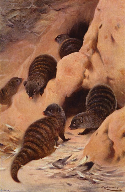 Mungoose Bandado de after Wilhelm Kuhnert