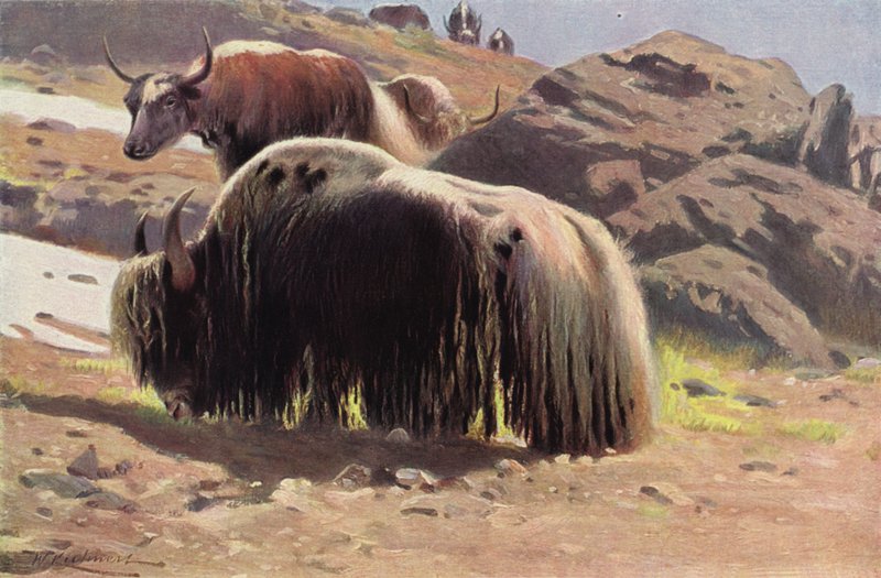 Iaque Domesticado de after Wilhelm Kuhnert