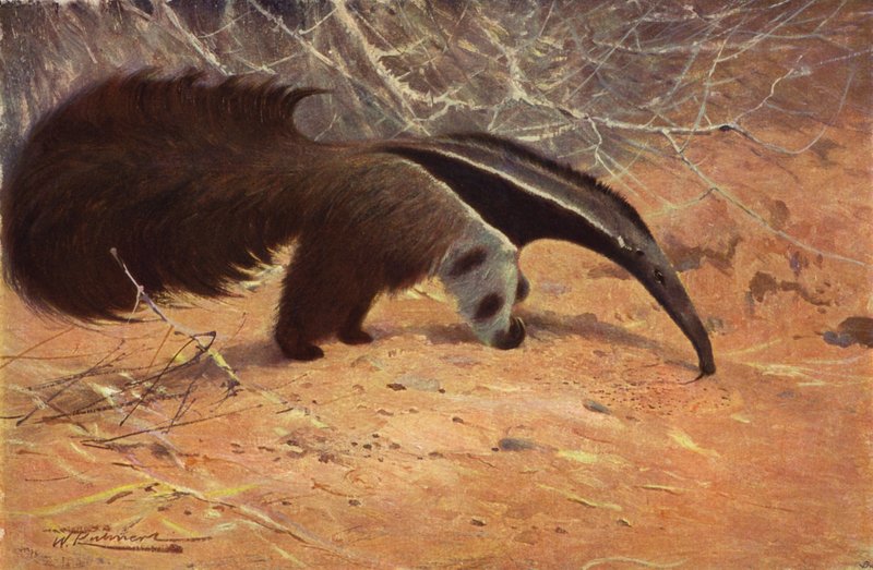 Great Ant-Eater de after Wilhelm Kuhnert