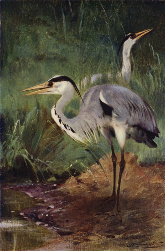 Garça de after Wilhelm Kuhnert