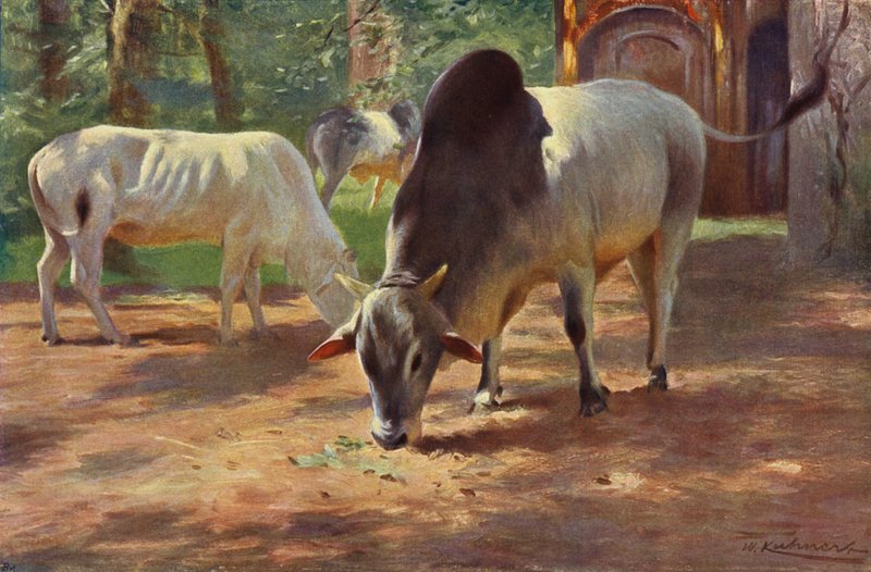 Gado Humped indiano de after Wilhelm Kuhnert
